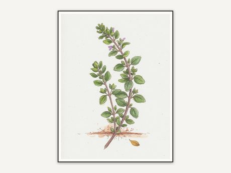 Thyme botanical illustration