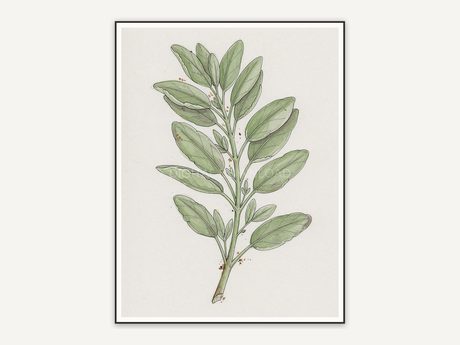 Sage botanical illustration