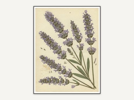 Pressed lavender botanical print in muted earth tones