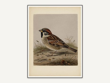 vintage sparrow on ground print