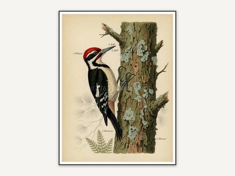 vintage woodpecker on trunk print