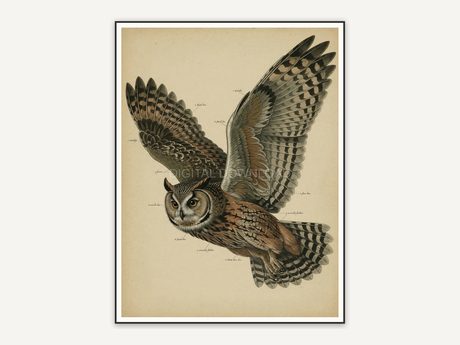 vintage owl in flight print
