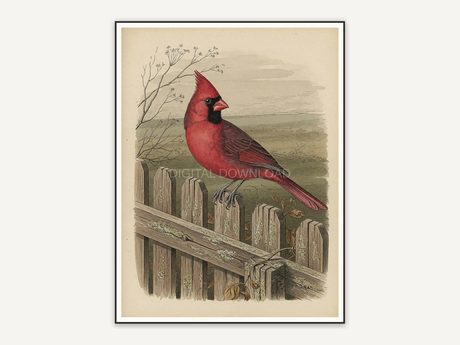 vintage cardinal on fence print