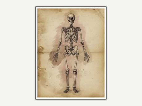 Vintage skeleton diagram print