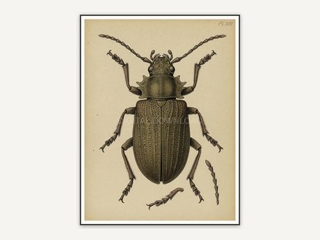Detailed vintage beetle diagram in muted tones