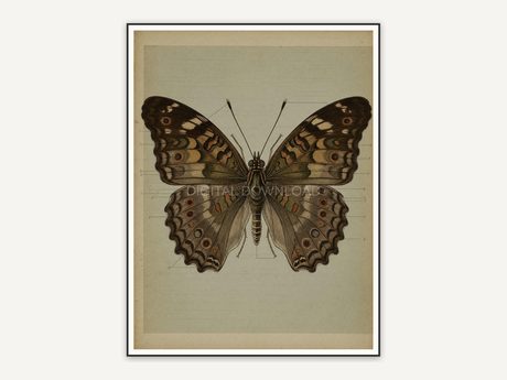 Detailed vintage butterfly diagram in muted tones