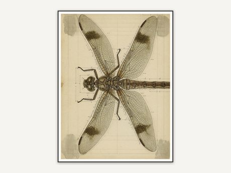 Detailed vintage dragonfly diagram in muted tones
