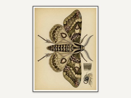 Detailed vintage moth diagram in muted tones