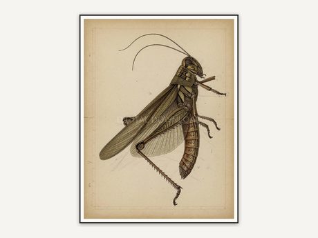 Detailed vintage grasshopper diagram in muted tones