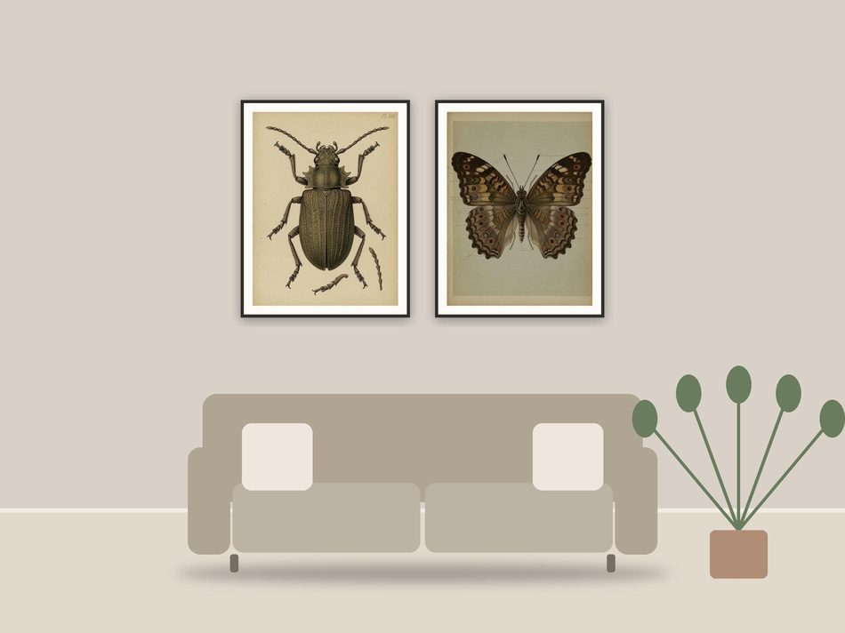 educational entomology art printable art framed above a sofa in a styled living room